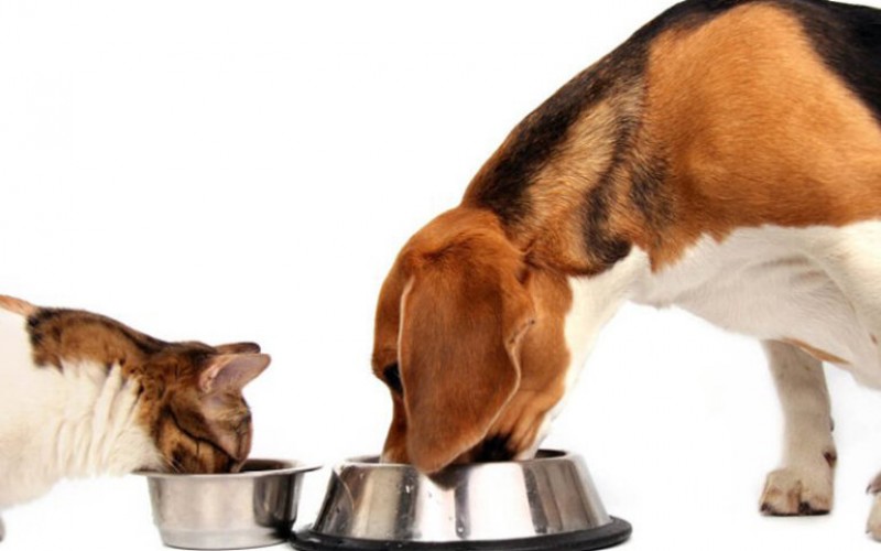 Lựa chọn thức ăn chó mèo quan trọng như thế nào
