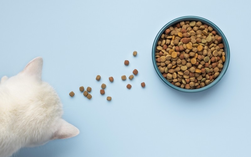 Thức ăn khô cho mèo có thực sự tốt?