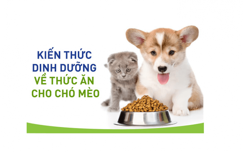 Các Loại Thức Ăn Cho Chó Mèo Sử Dụng Nhiều Nhất